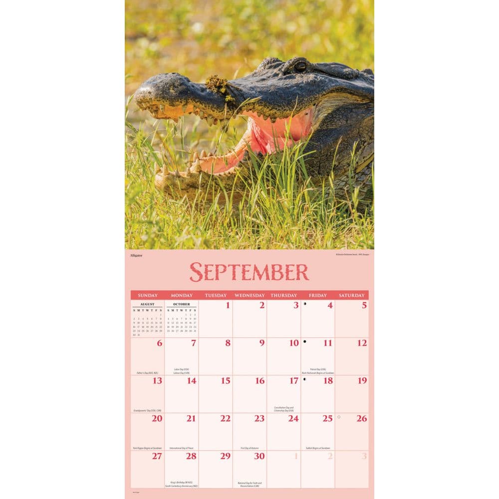 Wildlife Special Value 2026 Wall Calendar Third Alternate Image