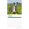 image Whippets 2025 Wall Calendar Second Alternate Image