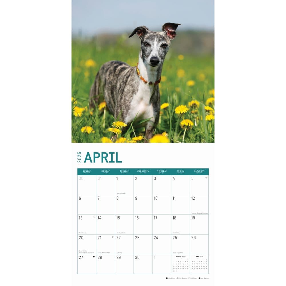 Whippets 2025 Wall Calendar Second Alternate Image