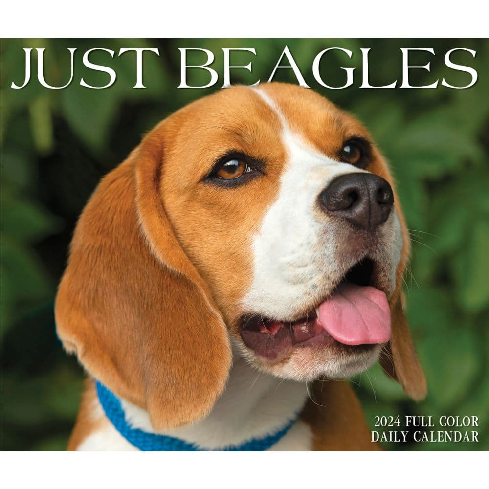 Beagles Just 2024 Desk Calendar