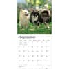 image Chihuahuas 2027 Wall Calendar Third Alternate Image