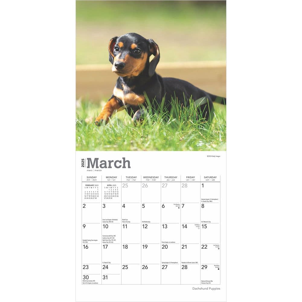 Dachshund Puppies 2025 Mini Wall Calendar Second Alternate Image width=&quot;1000&quot; height=&quot;1000&quot;