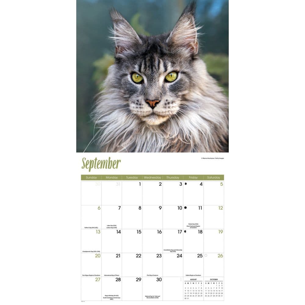 Just Maine Coon Cats 2026 Wall Calendar Fourth Alternate Image