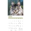 image Just Maine Coon Cats 2026 Wall Calendar Fourth Alternate Image