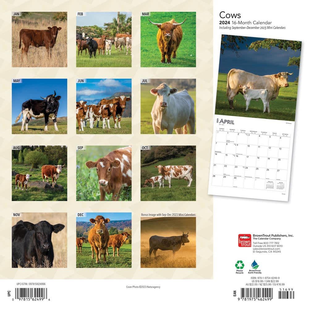 Cows 2024 Wall Calendar