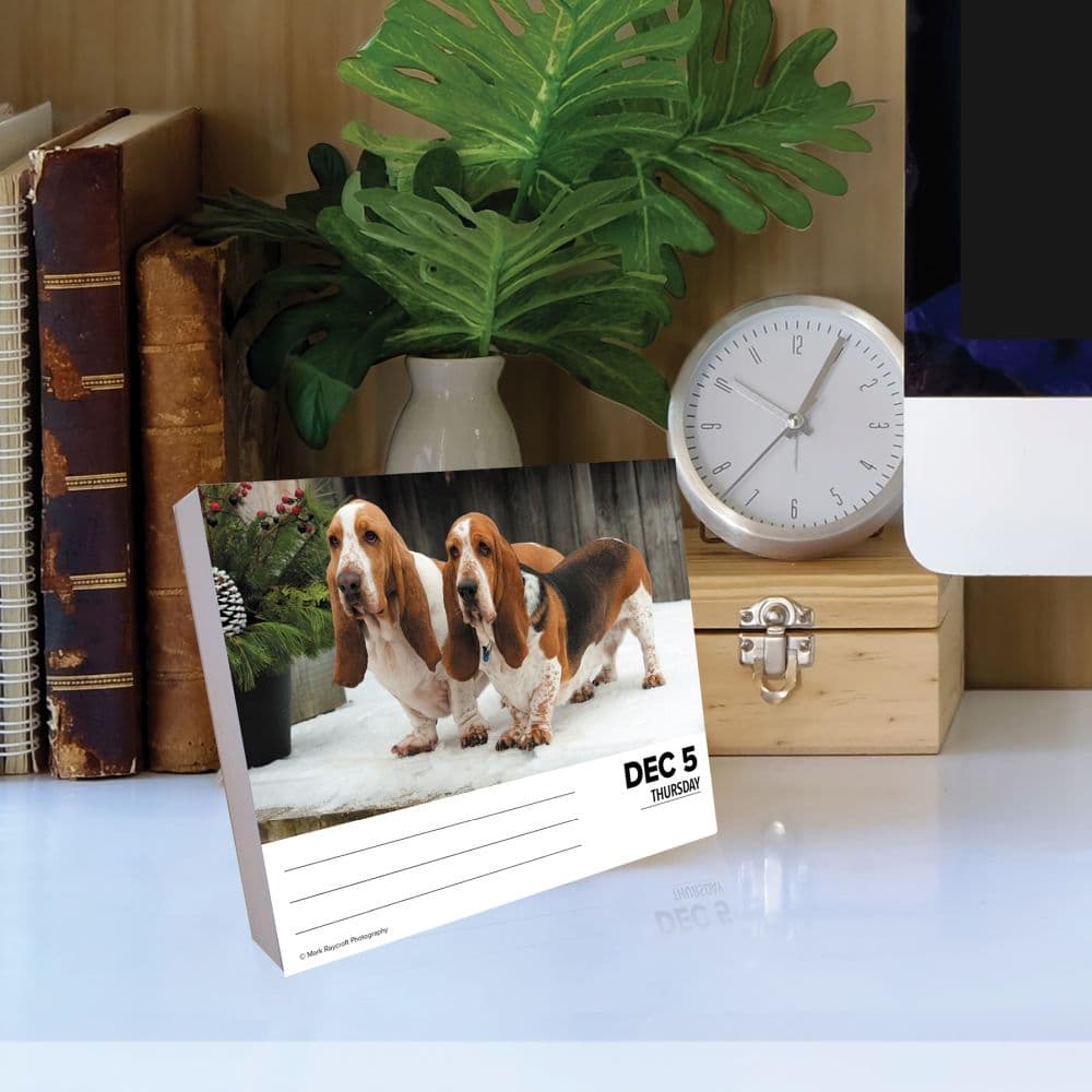 Basset Hounds Just 2024 Desk Calendar