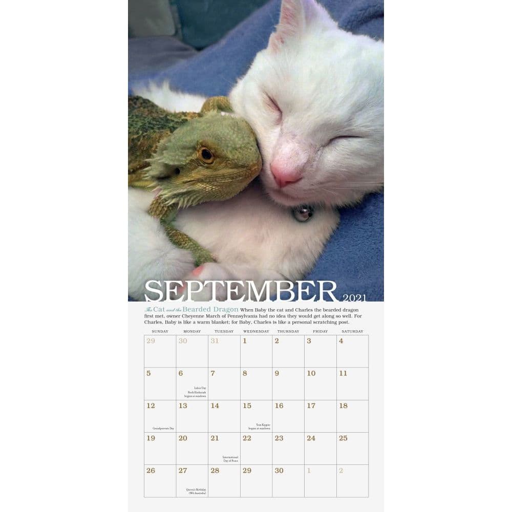 Unlikely Friendships Mini Wall Calendar