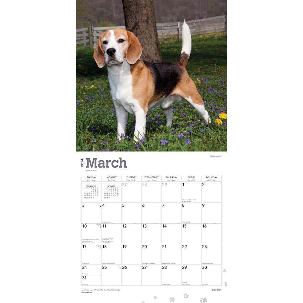 Beagles 2024 Wall Calendar