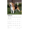 image Beagles 2024 Wall Calendar Second Alternate Image width=&quot;1000&quot; height=&quot;1000&quot;