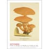 image Mushroom Poster 2025 Wall Calendar