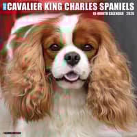 image Just Cavalier King Charles 2026 Wall Calendar Main Image