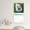 image Pugs 2025 Wall Calendar Fifth Alternate Image