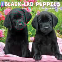 image Just Black Lab Puppies 2026 Wall Calendar Main Image