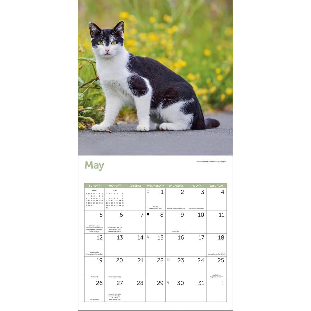Cats 2024 Wall Calendar Alternate Image 2