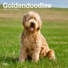 image Goldendoodles 2024 Wall Calendar Main Image