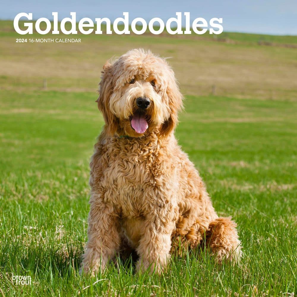 Goldendoodles 2024 Wall Calendar Main Image