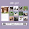 image Border Collies 2026 Wall Calendar First Alternate Image