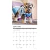 image Just Schnauzer Puppies 2026 Wall Calendar Second Alternate Image