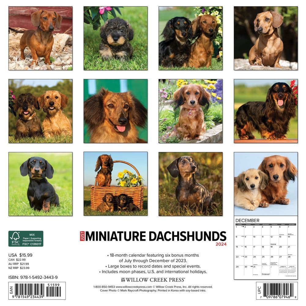 Just Miniature Dachshunds 2024 Wall Calendar