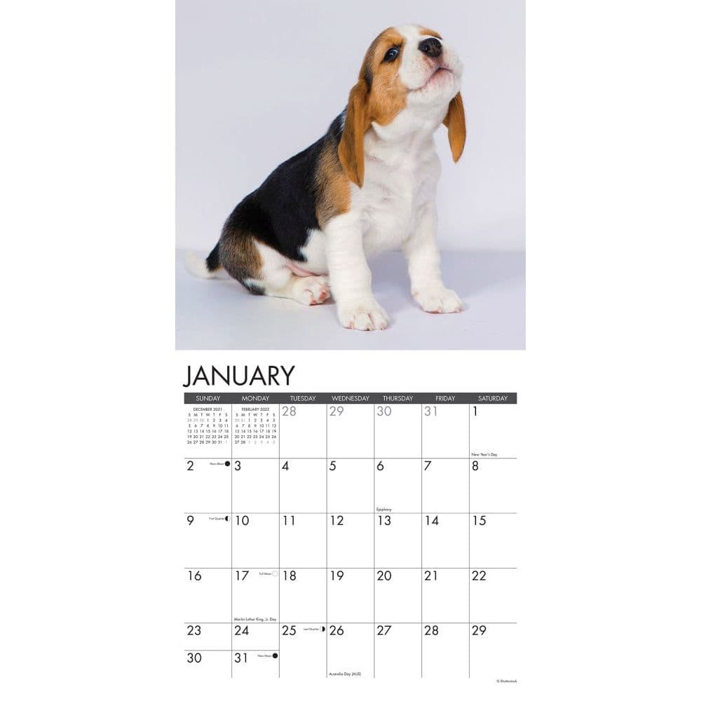 Beagle Calendar 2022 Dog Breed Wall Calendar 15% OFF MULTI ORDERS! 