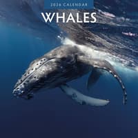 image Whales 2026 Wall Calendar Main Product Image
