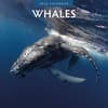 image Whales 2026 Wall Calendar Main Product Image