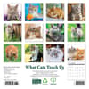 image Cats What Cats Teach Us 2026 Mini Wall Calendar First Alternate Image