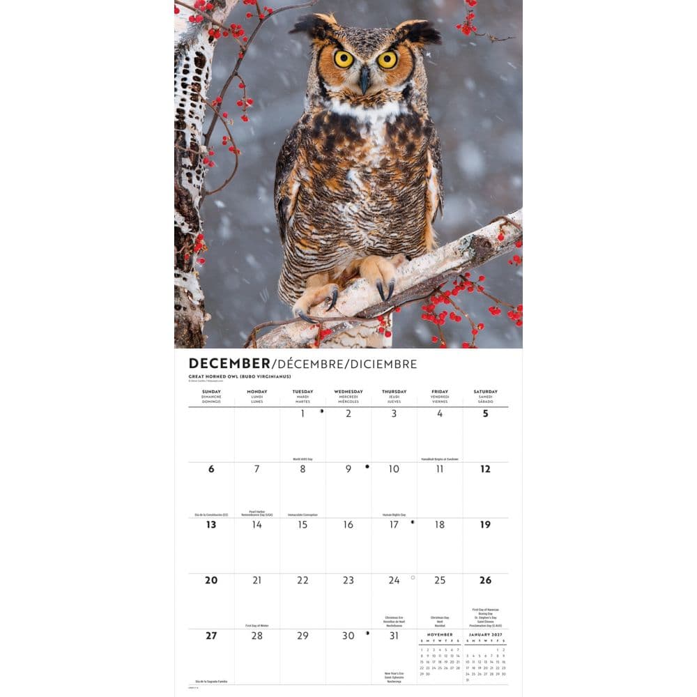 Owls 2026 Wall Calendar Fourth Alternate Image
