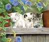 image Cats in the Country 2024 Desktop Wallpaper