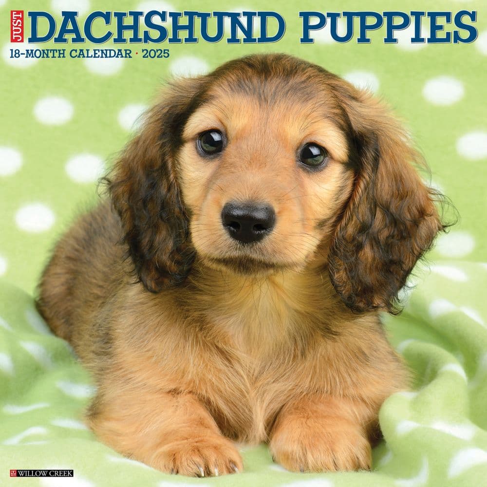 Just Dachshund Puppies 2025 Wall Calendar