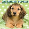 image Just Dachshund Puppies 2025 Wall Calendar Main Product Image width=&quot;1000&quot; height=&quot;1000&quot;
