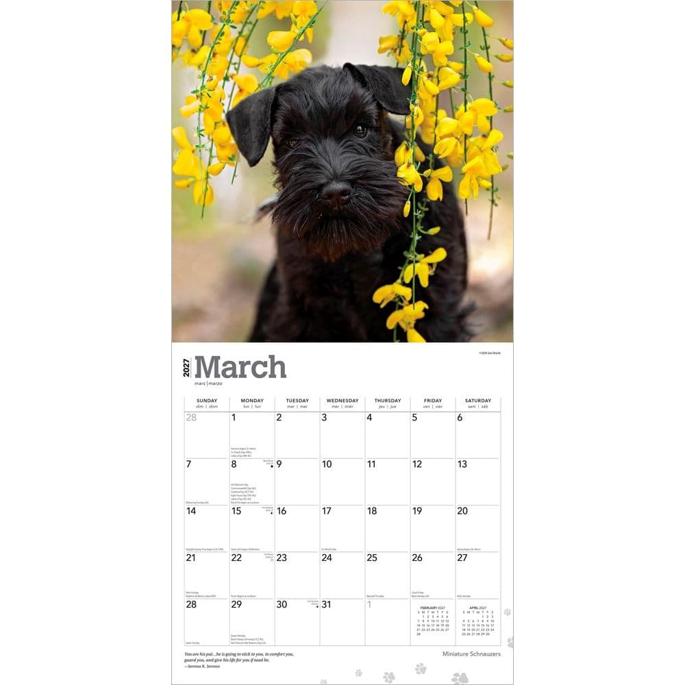 Schnauzers 2027 Wall Calendar Second Alternate Image