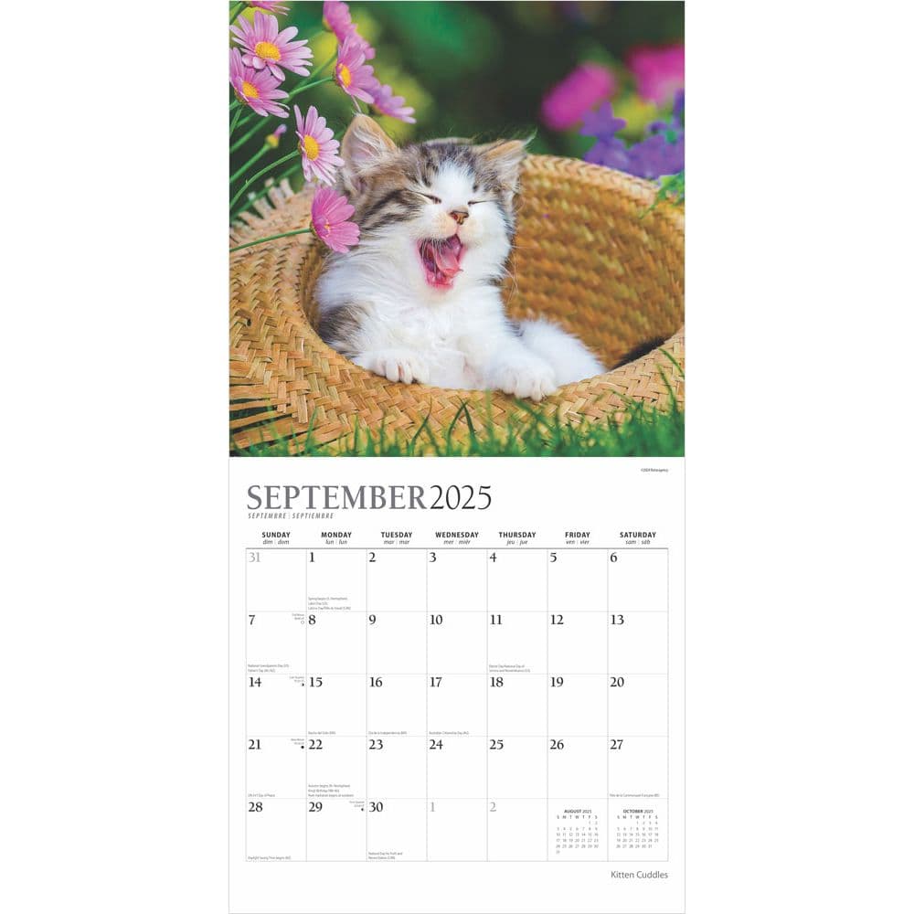Kitten Cuddles Plato 2025 Wall Calendar