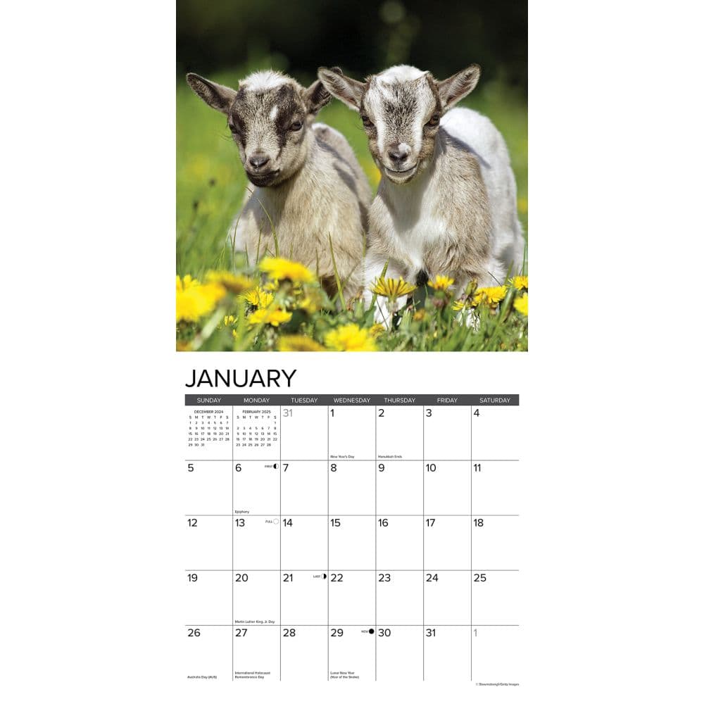 Goats 2025 Wall Calendar Second Alternate Image width="1000" height="1000"