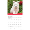 image Just Westie Puppies 2025 Wall Calendar