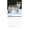 image Wolves 2026 Wall Calendar Second Alternate image