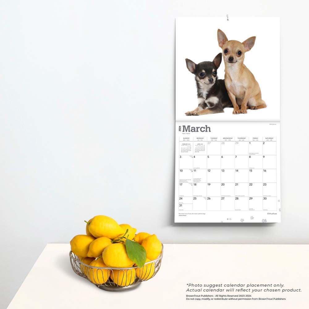 Chihuahuas 2024 Wall Calendar Alternate Image 3