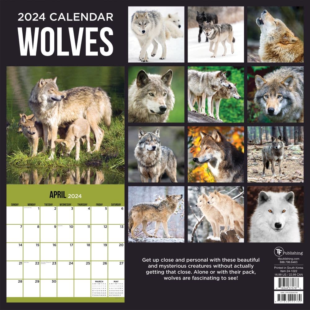 Wolves 2024 Wall Calendar