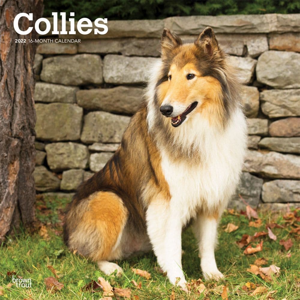 Collies 2022 Wall Calendar