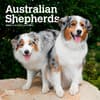 image Australian Shepherd 2024 Mini Wall Calendar Main Product Image width=&quot;1000&quot; height=&quot;1000&quot;