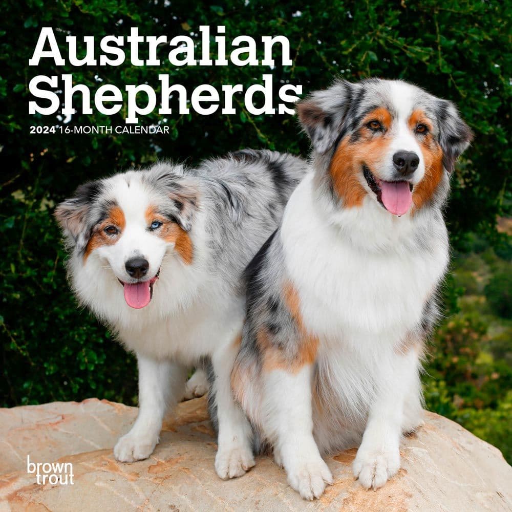 Australian Shepherd 2024 Mini Wall Calendar Main Product Image width=&quot;1000&quot; height=&quot;1000&quot;