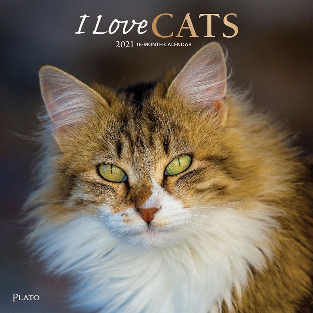 I Love Cats Wall Calendar Sv Calendars Com