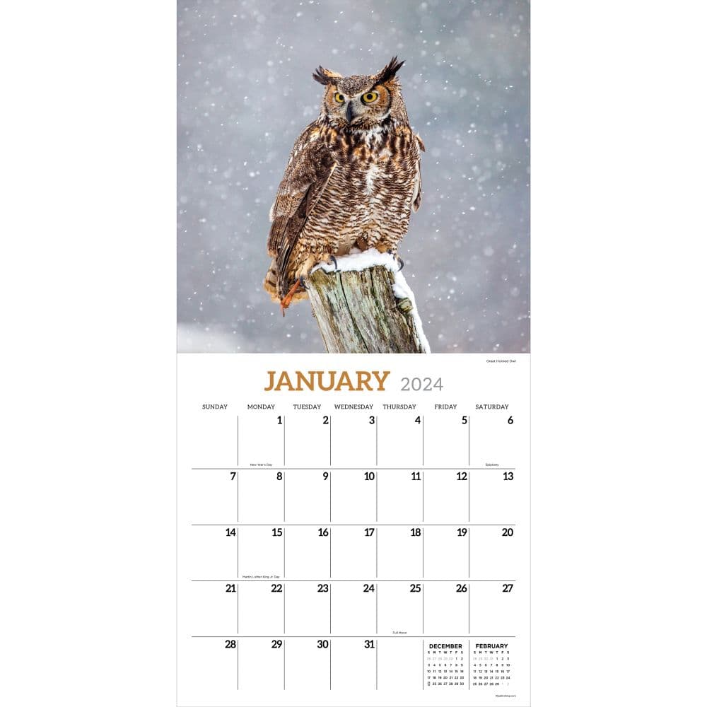 Owls 2024 Wall Calendar