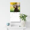 image Dachshunds 2027 Wall Calendar Fifth Alternate Image