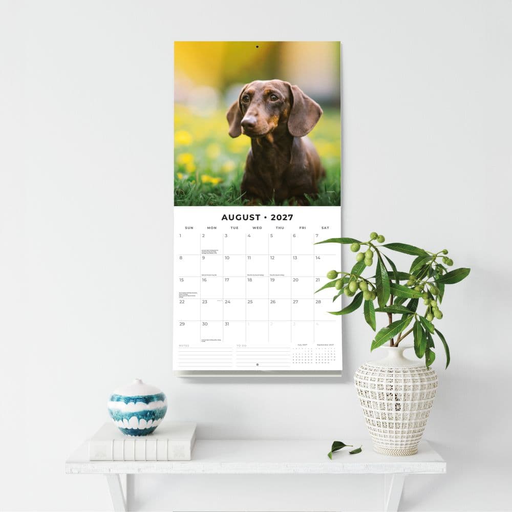 Dachshunds 2027 Wall Calendar Fifth Alternate Image