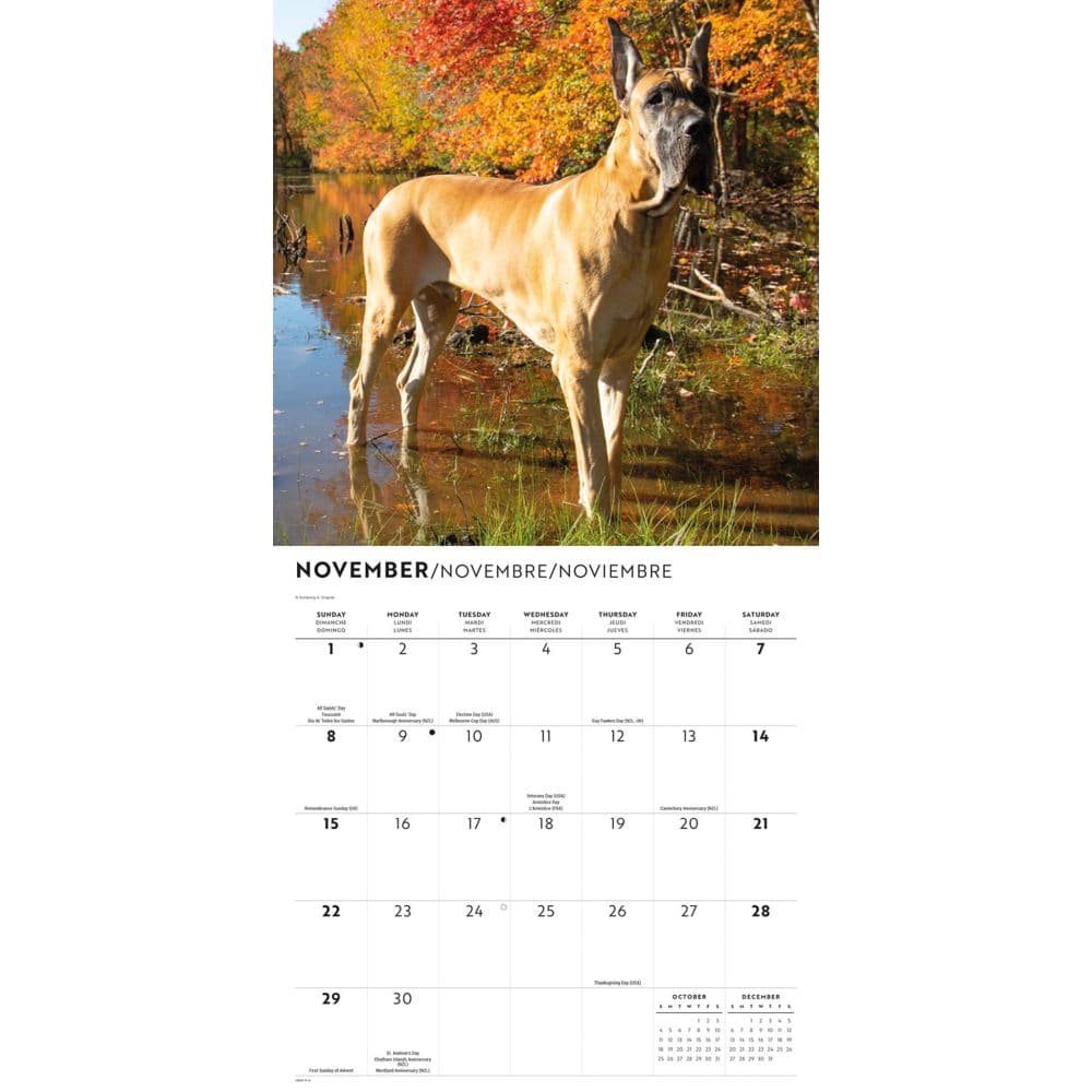 Great Danes 2026 Wall Calendar Fourth Alternate Image