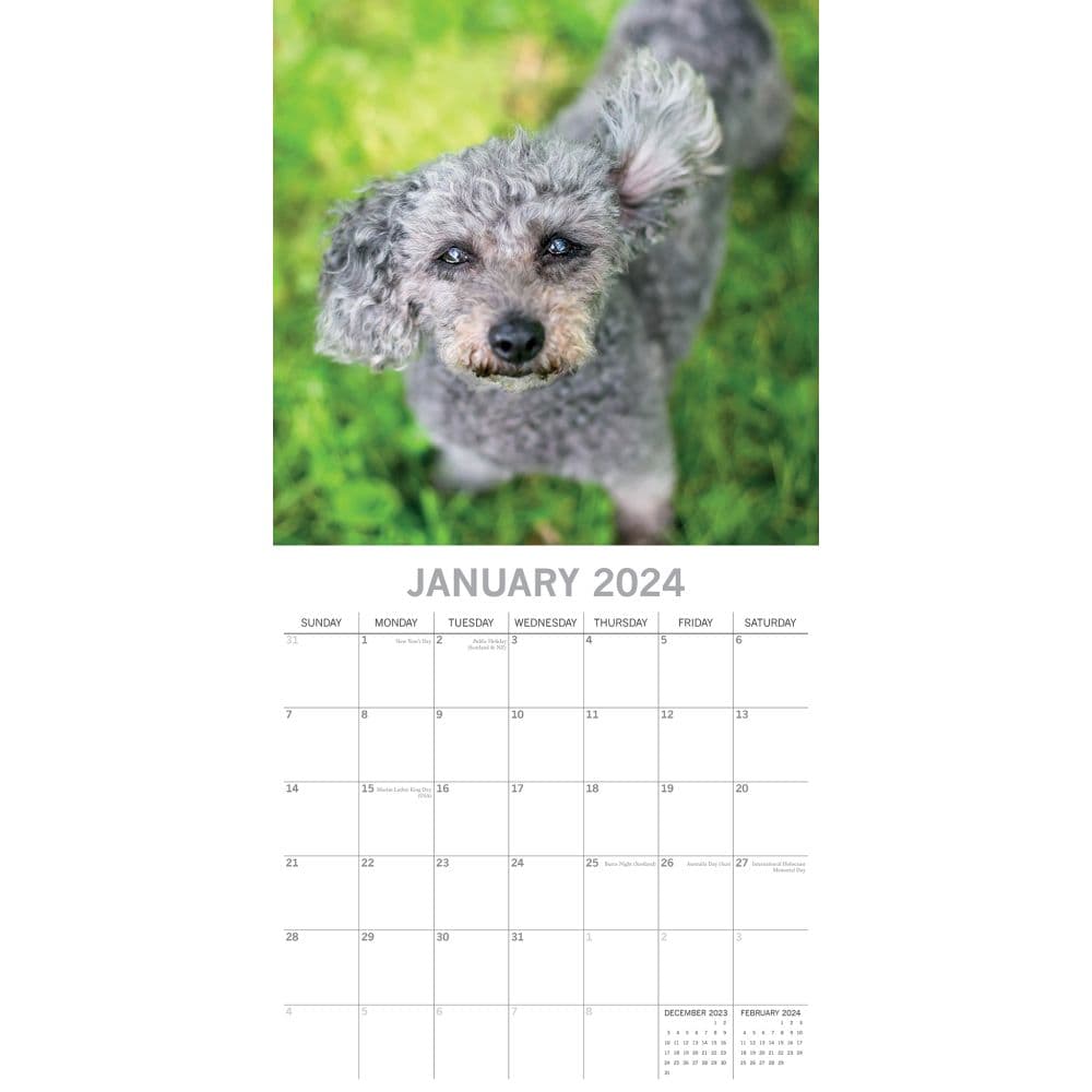 Dogs in the Wind 2024 Wall Calendar