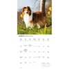 image Shetland Sheepdogs 2026 Wall Calendar Second Alternate Image