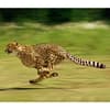 image Wild Cats WWF 2025 Wall Calendar Third Alternate Image width=&quot;1000&quot; height=&quot;1000&quot;