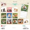 image Guinea Pigs 2025 Wall Calendar First Alternate Image